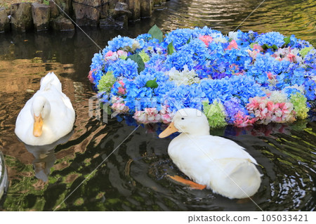 Underwater flowers and ducks Amabiki Kannon Hydrangea Festival in Ibaraki Prefecture Underwater flowers and ducks Amabiki Kannon Hydrangea Festival in Ibaraki Prefecture 105033421