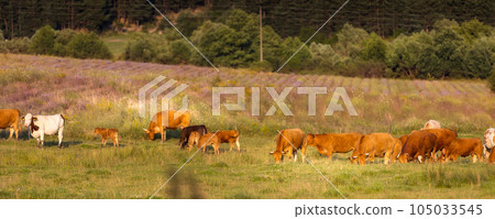 Herd of cows at summer green field banner 105033545