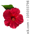 明亮的芙蓉花 105033798