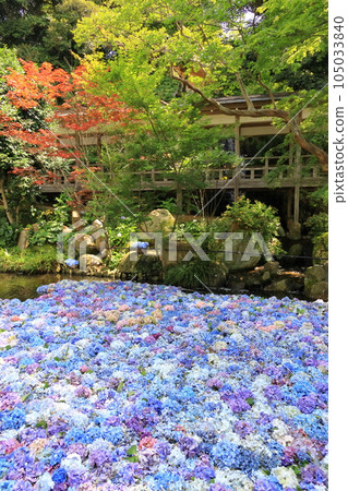 繡球水下花 繡球水下花 105033840