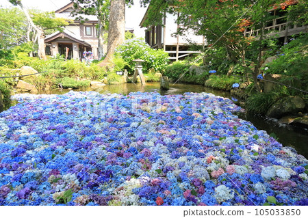 繡球水下花 繡球水下花 105033850