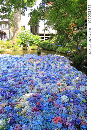 繡球水下花 繡球水下花 105033851