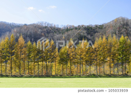 十勝的秋葉 105033939