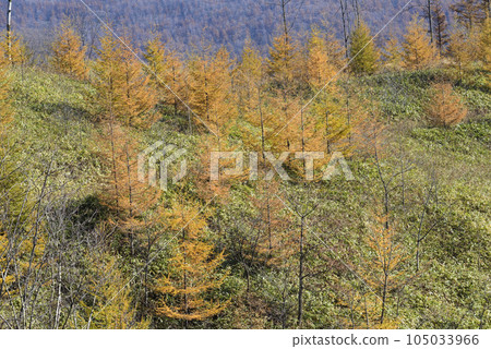 十勝的秋葉 105033966