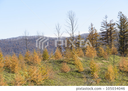 十勝的秋葉 105034046