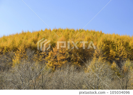 Autumn foliage in Tokachi 105034096