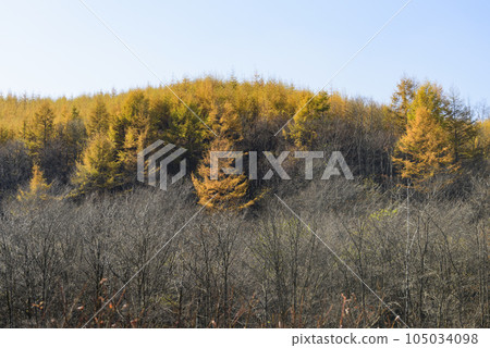 十勝的秋葉 105034098