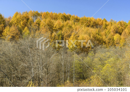 十勝的秋葉 105034101