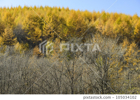 十勝的秋葉 105034102