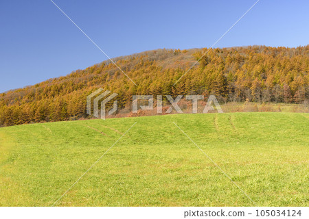 十勝的秋葉 105034124