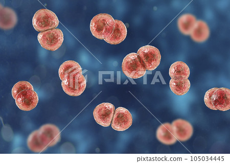 Streptococcus pneumoniae bacteria, 3D scientific illustration 105034445