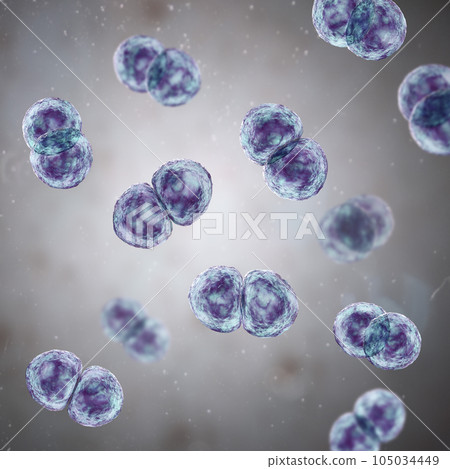 Streptococcus pneumoniae bacteria, 3D scientific illustration 105034449