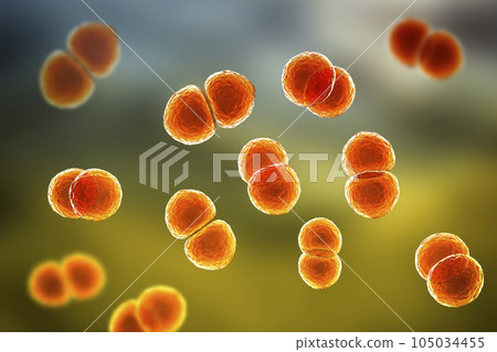 Streptococcus pneumoniae bacteria, 3D scientific illustration Streptococcus pneumoniae bacteria, 3D scientific illustration 105034455