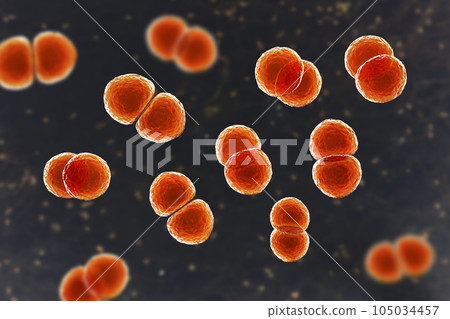 Streptococcus pneumoniae bacteria, 3D scientific illustration 105034457