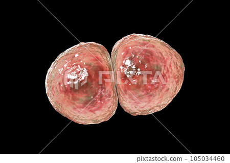 Streptococcus pneumoniae bacteria, 3D scientific illustration 105034460