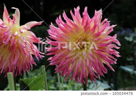 Colorful flowers Colorful flowers 105034478