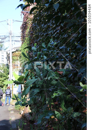 東京23區的街道 東京23區的街道 105034484
