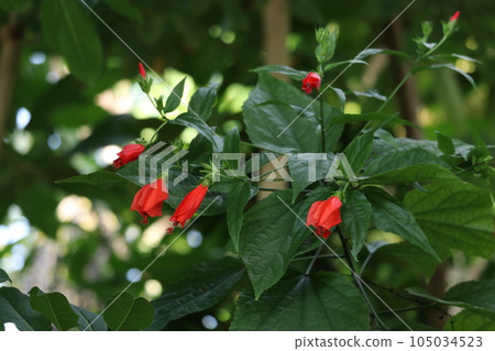 UNAKUSHI FUYOU UNAKUSHI FUYOU 105034523