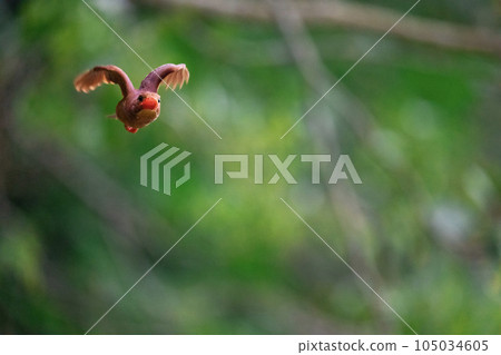 琉球Akashoubin 琉球Akashoubin 105034605