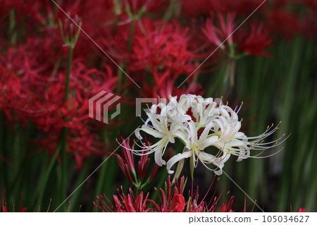 White cluster amaryllis White cluster amaryllis 105034627