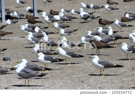 Seagulls on Hachinohe Beach 105034772