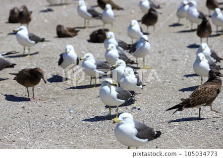 八戶沙灘上的海鷗 八戶沙灘上的海鷗 105034773