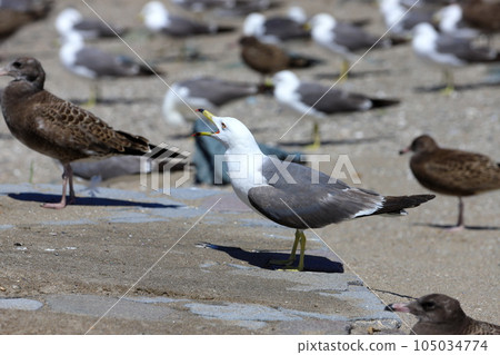 八戶沙灘上的海鷗 八戶沙灘上的海鷗 105034774