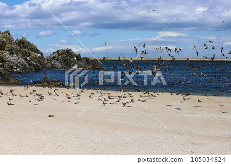 八戶沙灘上的海鷗 105034824