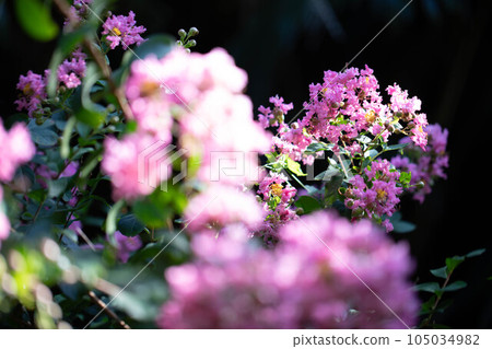 Crape myrtle flowers against a black background 105034982