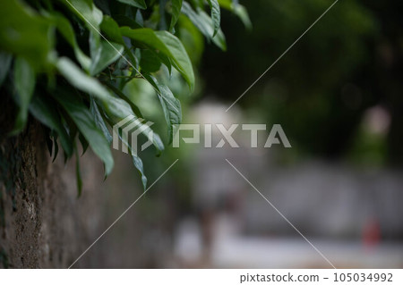 Leaf of hihatsu 105034992