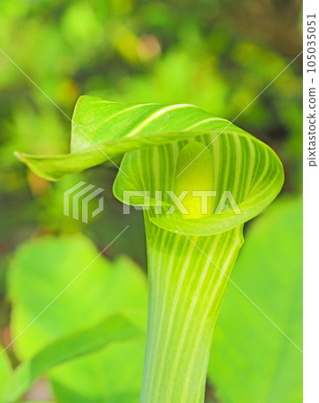 山野間野生的莧屬莧草 山野間野生的莧屬莧草 105035051