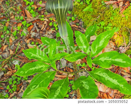 Bird-legged leaves of Japanese viper that grow wild in the mountains and fields 105035052
