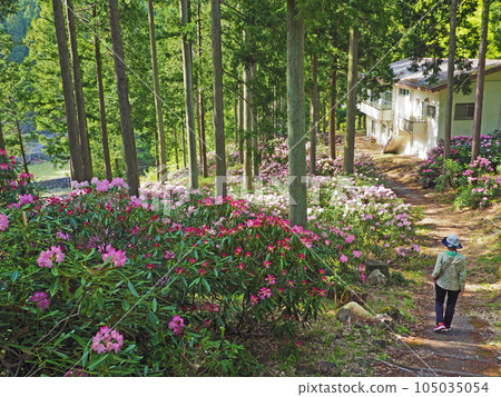 Kibodai Garden in Buzen City, Fukuoka Prefecture, where horsetail rhododendrons bloom 105035054