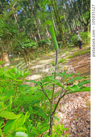 山野間野生的莧屬莧草 山野間野生的莧屬莧草 105035127