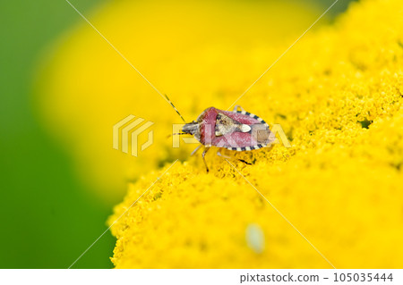 Bee whale bug 105035444