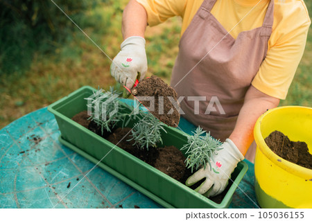 Happy 50s senior farmer woman transplants lavender plant into plastic pot outdoors. Gardening, greenery concept. Happy 50s senior farmer woman transplants lavender plant into plastic pot outdoors. Gardening, greenery concept. 105036155
