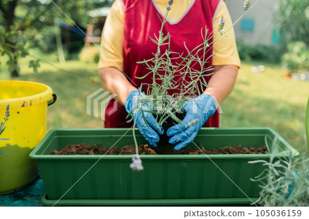 Happy 50s senior farmer woman transplants lavender plant into plastic pot outdoors. Gardening, greenery concept. Happy 50s senior farmer woman transplants lavender plant into plastic pot outdoors. Gardening, greenery concept. 105036159