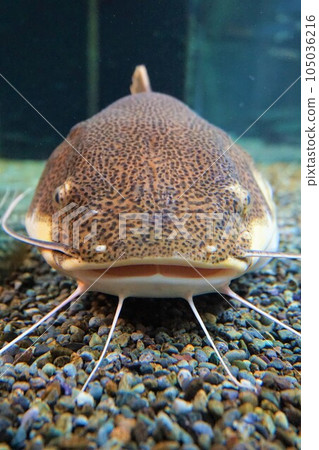 Red tail catfish 105036216