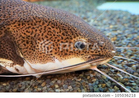 Red tail catfish 105036218