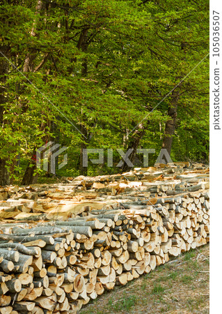 Cut trees Cut trees 105036507