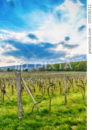 Beautiful grape field Beautiful grape field 105036511
