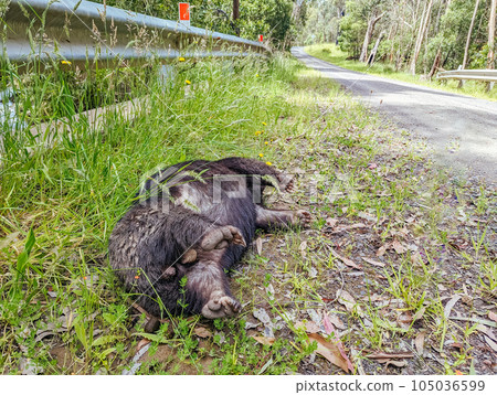 Dead Wombat on Road in Australia Dead Wombat on Road in Australia 105036599