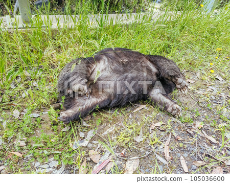 Dead Wombat on Road in Australia Dead Wombat on Road in Australia 105036600