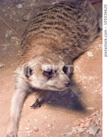 貓鼬 Suricata 貓鼬 105036620