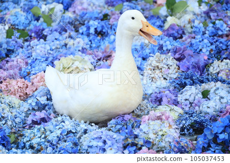 水下花與鴨子 茨城縣天引觀音繡球花節 水下花與鴨子 茨城縣天引觀音繡球花節 105037453