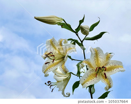 Golden lily and blue sky Golden lily and blue sky 105037664