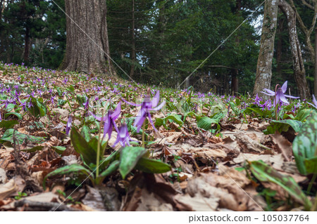 Dogtooth violet flowers growing in colonies at Shirakawa Seki site in Fukushima 105037764