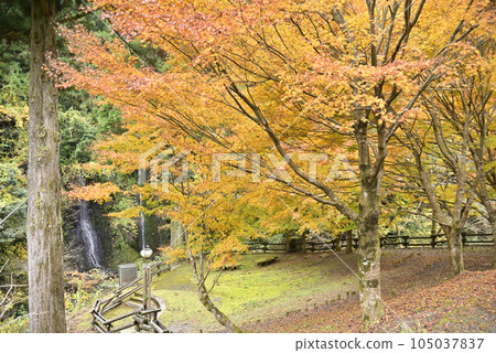 Nishimino Momiji Highway 105037837