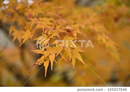 西美野紅葉公路 西美野紅葉公路 105037846