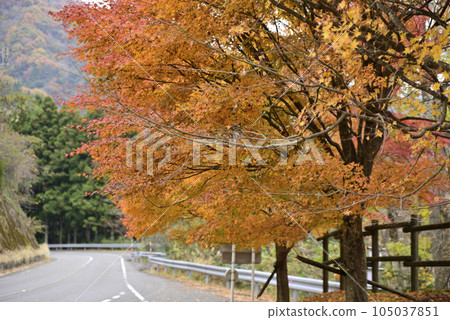 西美野紅葉公路 105037851